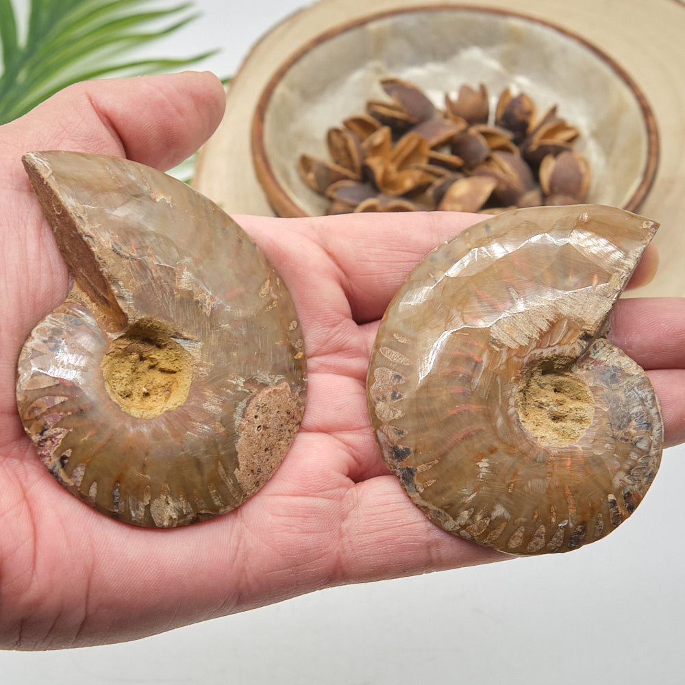 Large Ammonite Fossil Pair 8 x 6cm