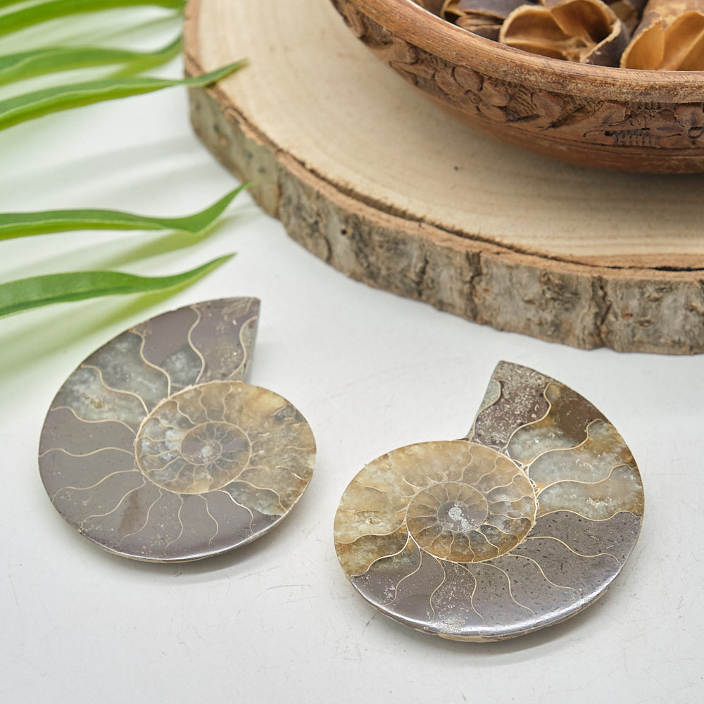 Large Ammonite Fossil Pair 7 x 5cm