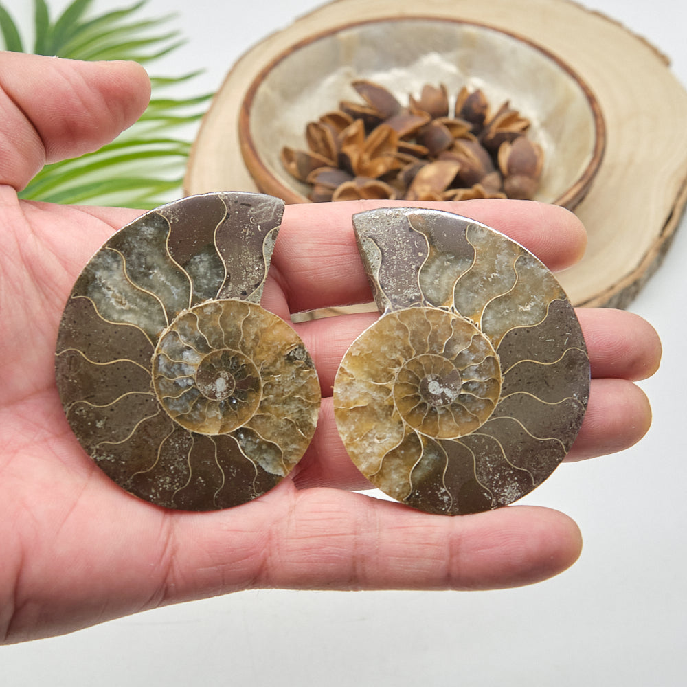 Large Ammonite Fossil Pair 7 x 5cm
