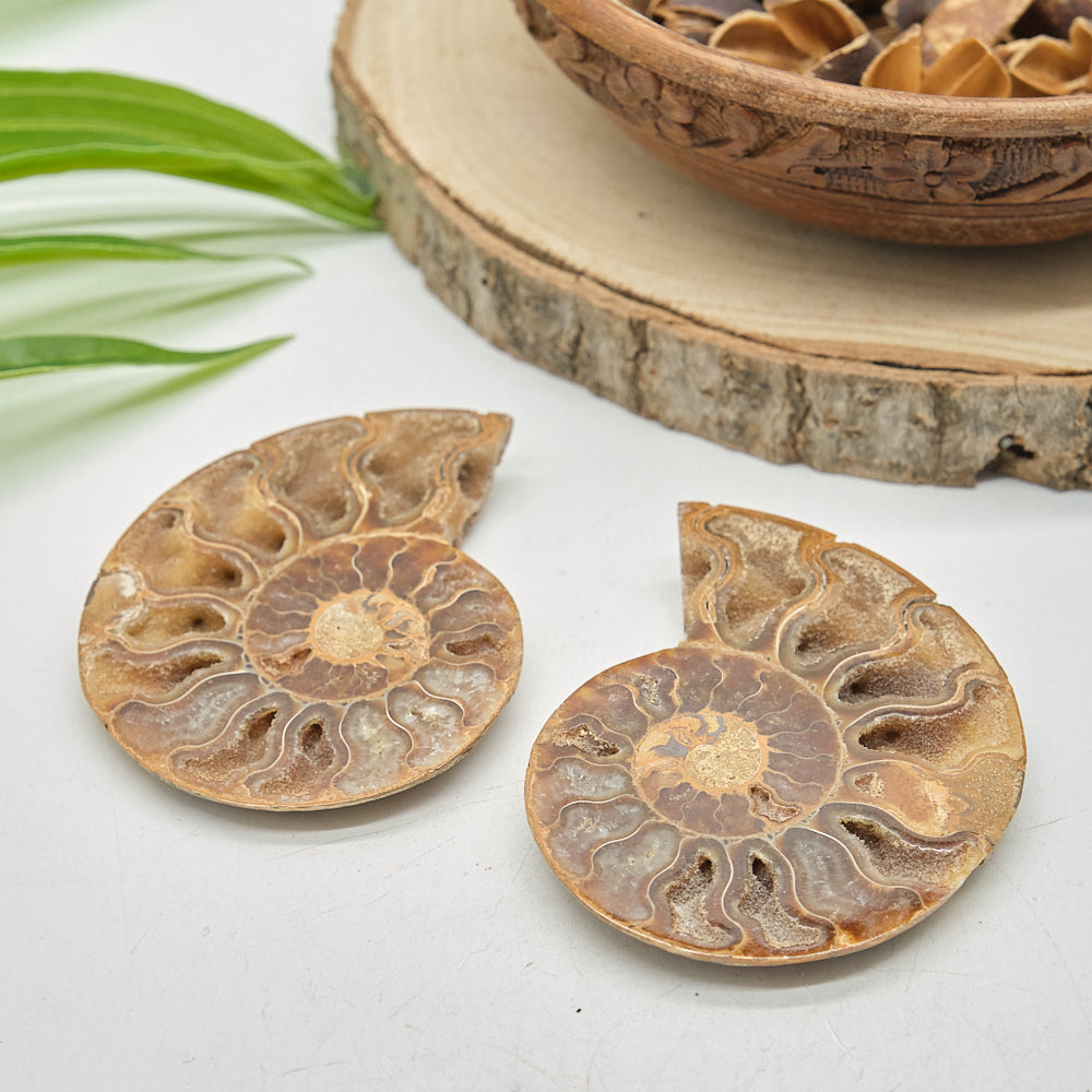 Large Ammonite Fossil Pair 8 x 6cm