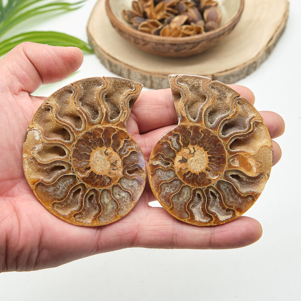 Large Ammonite Fossil Pair 8 x 6cm