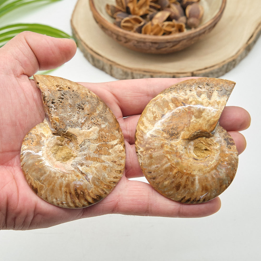 Large Ammonite Fossil Pair 8 x 6cm