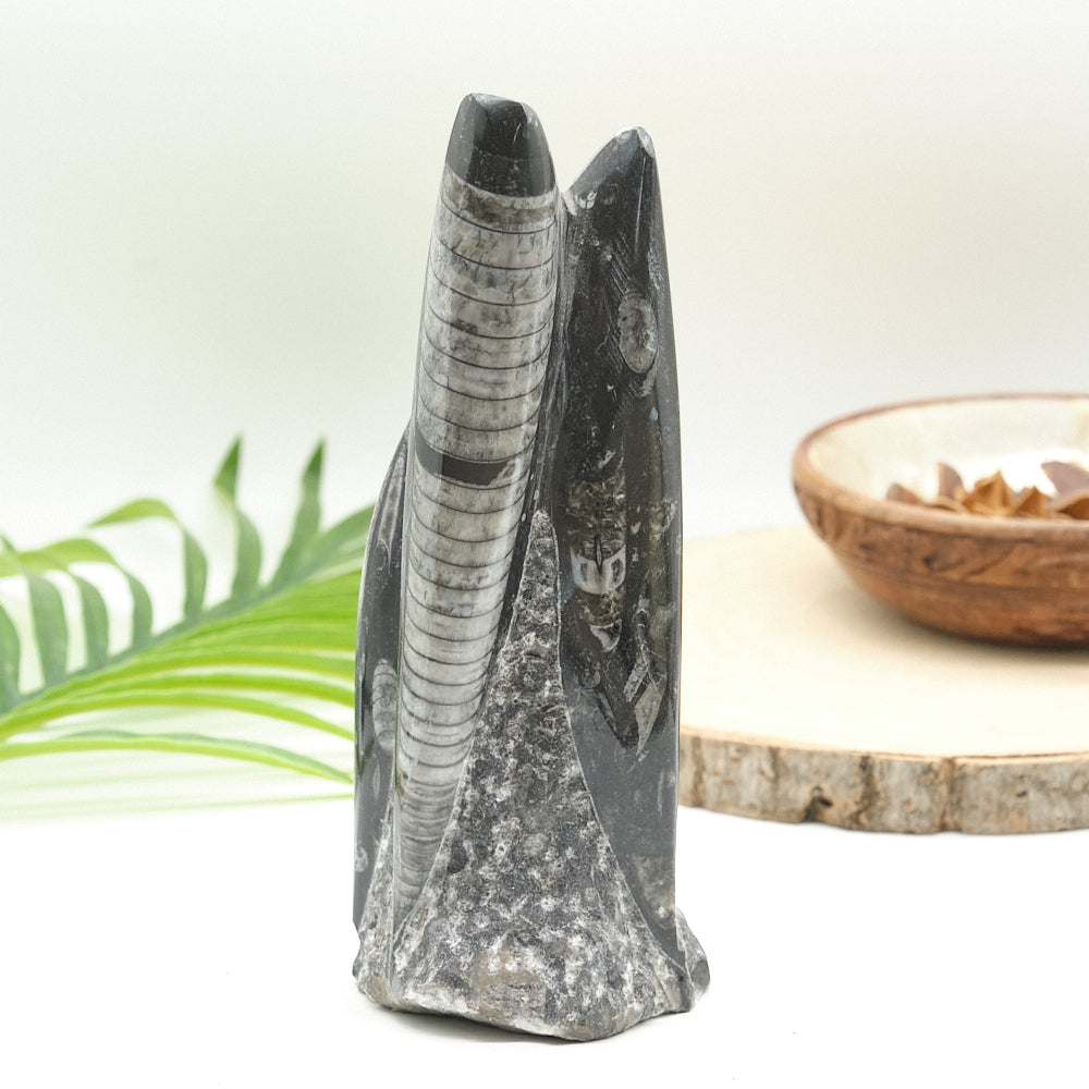 Large Orthoceras Sculpture 19cm