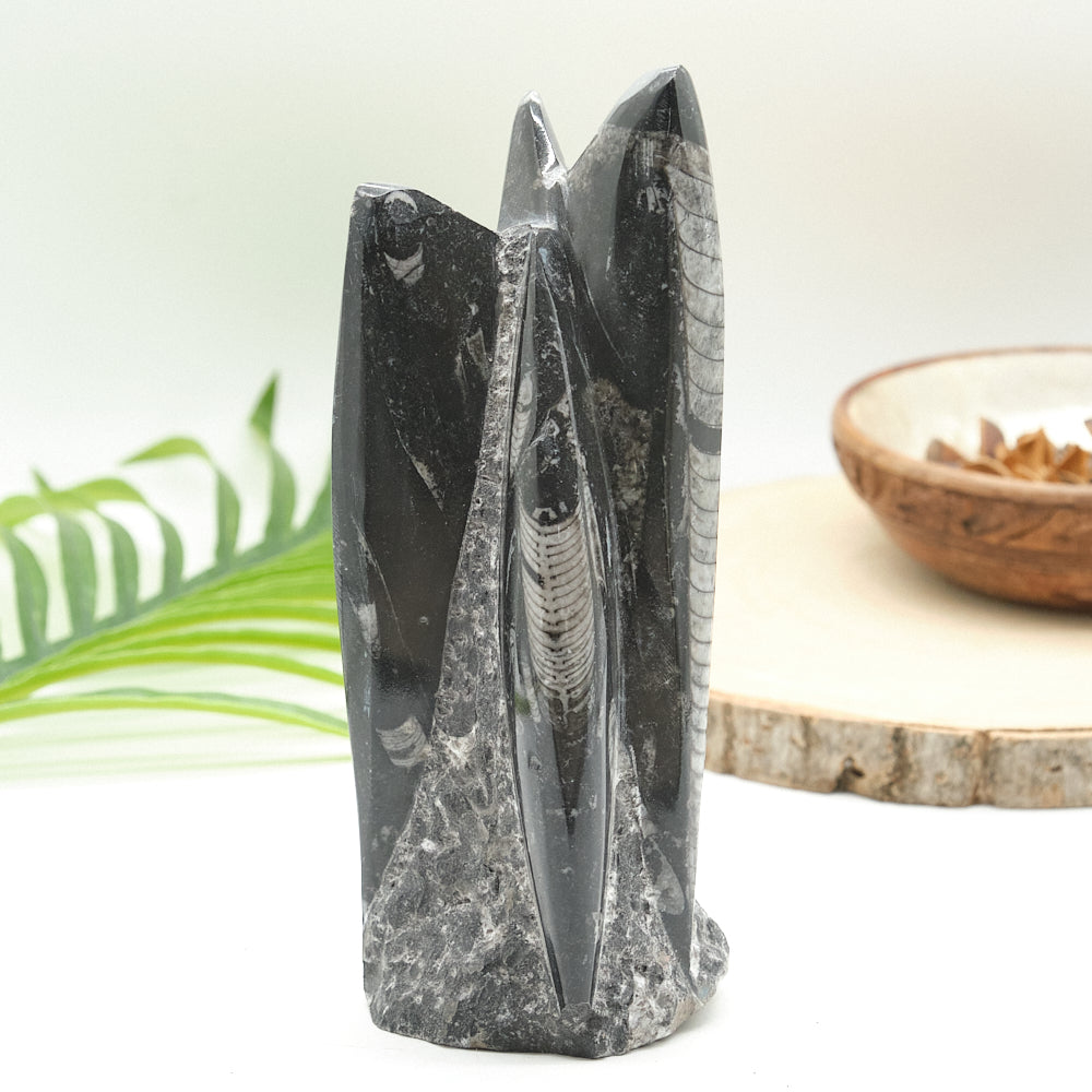 Large Orthoceras Sculpture 19cm