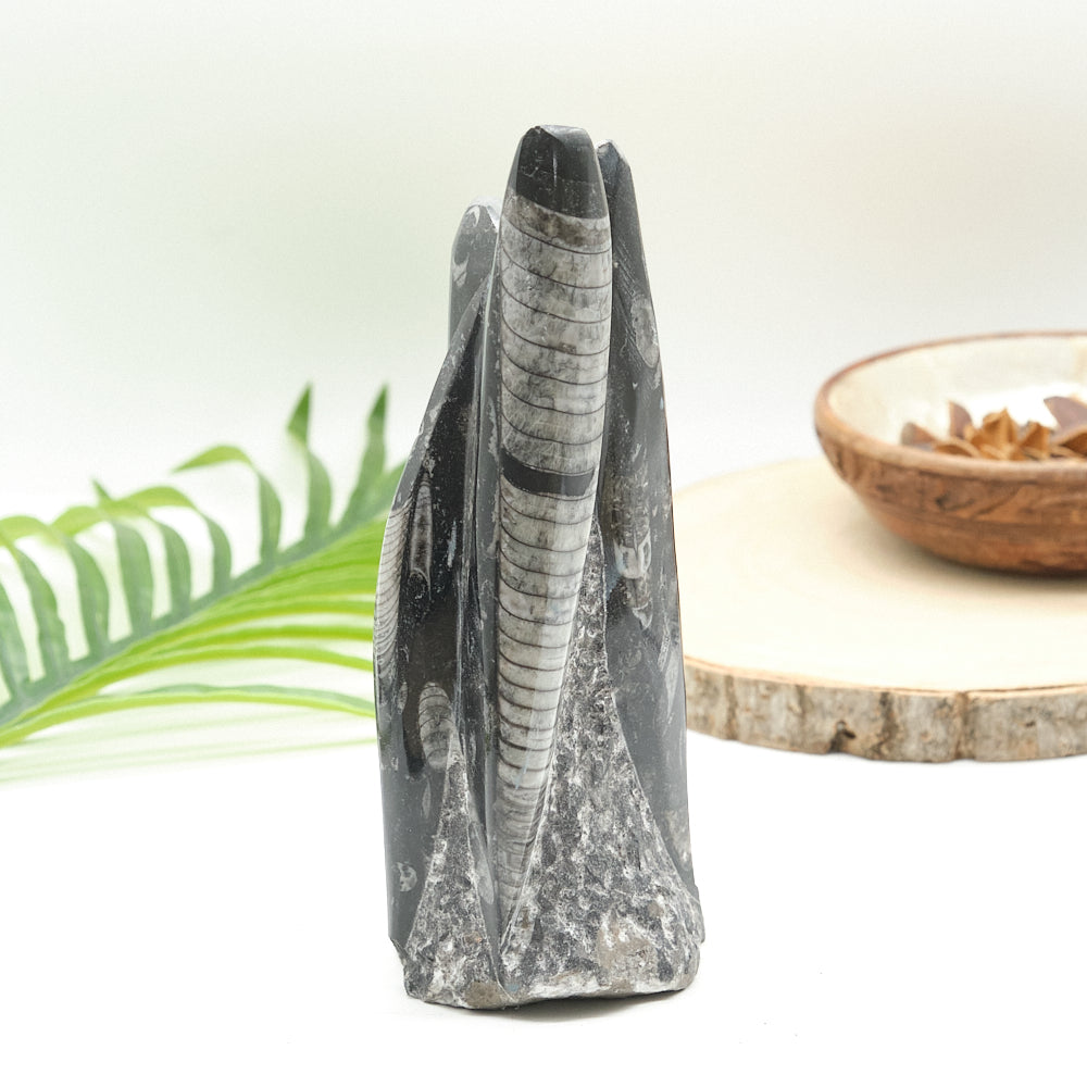 Large Orthoceras Sculpture 19cm