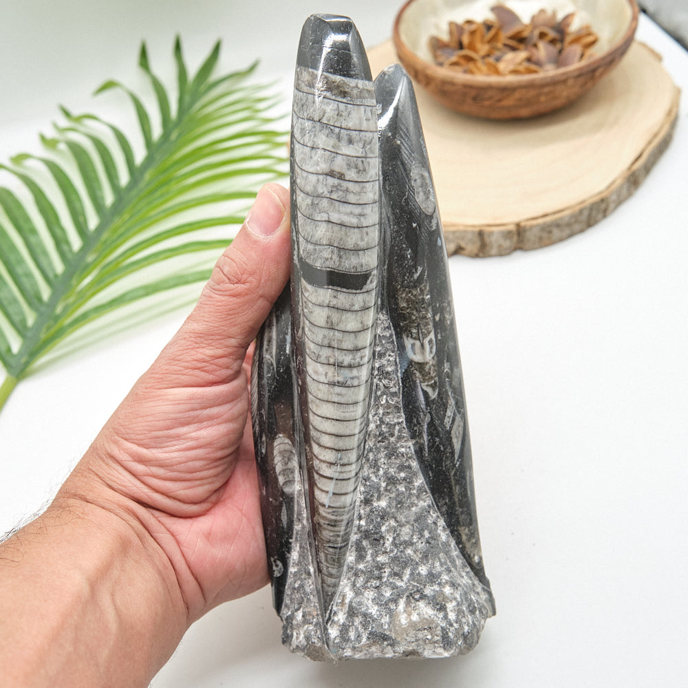 Large Orthoceras Sculpture 19cm