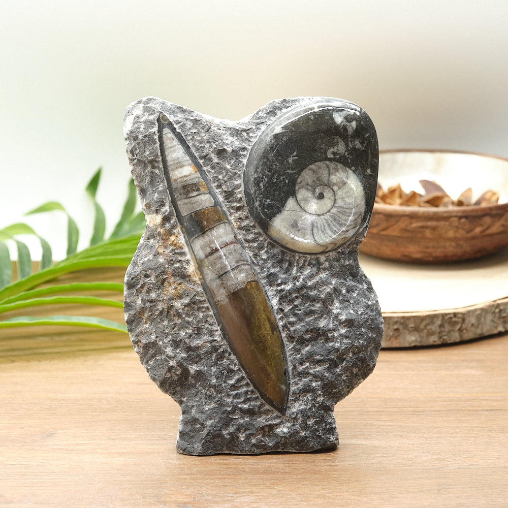 Large Goniatite and Orthoceras Freestanding Fossil Slab