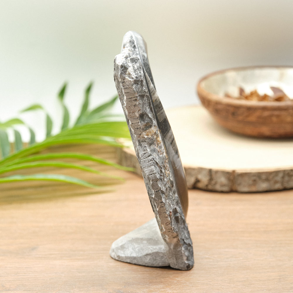Large Goniatite and Orthoceras Freestanding Fossil Slab