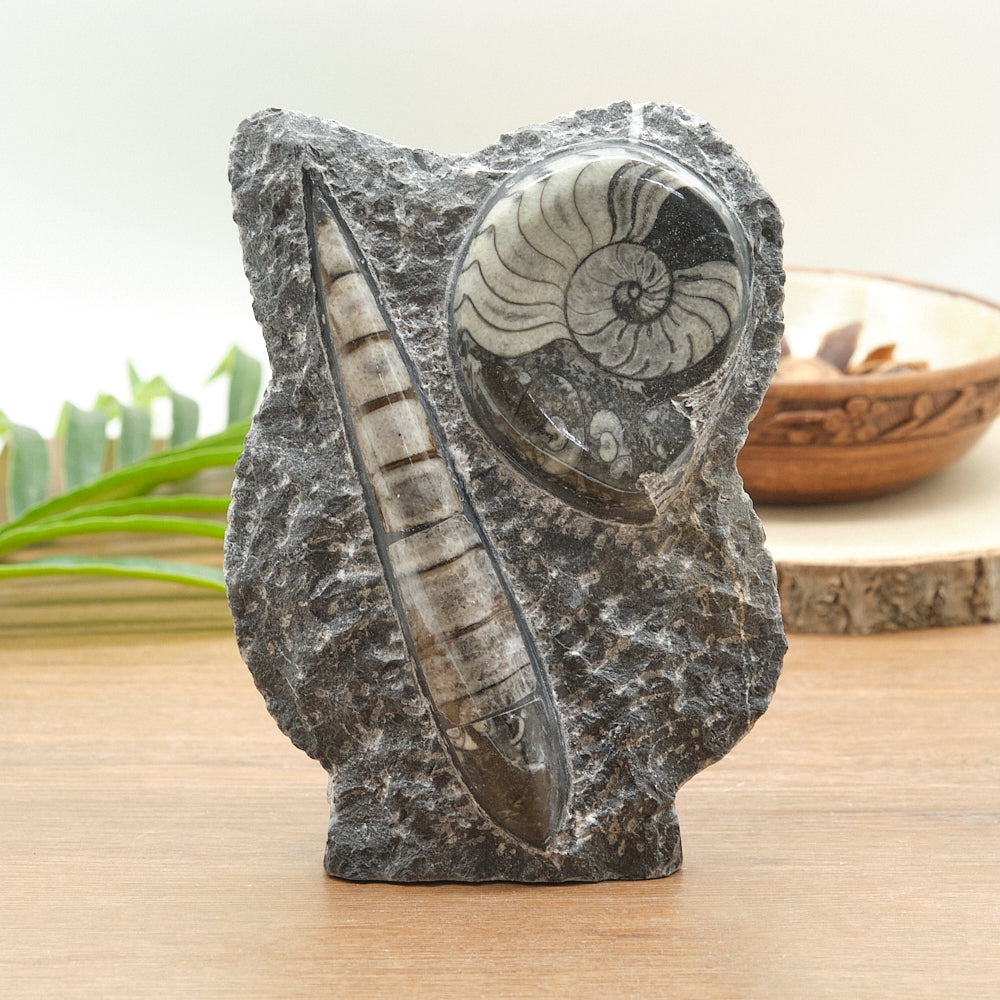 Large Goniatite and Orthoceras Freestanding Fossil Slab