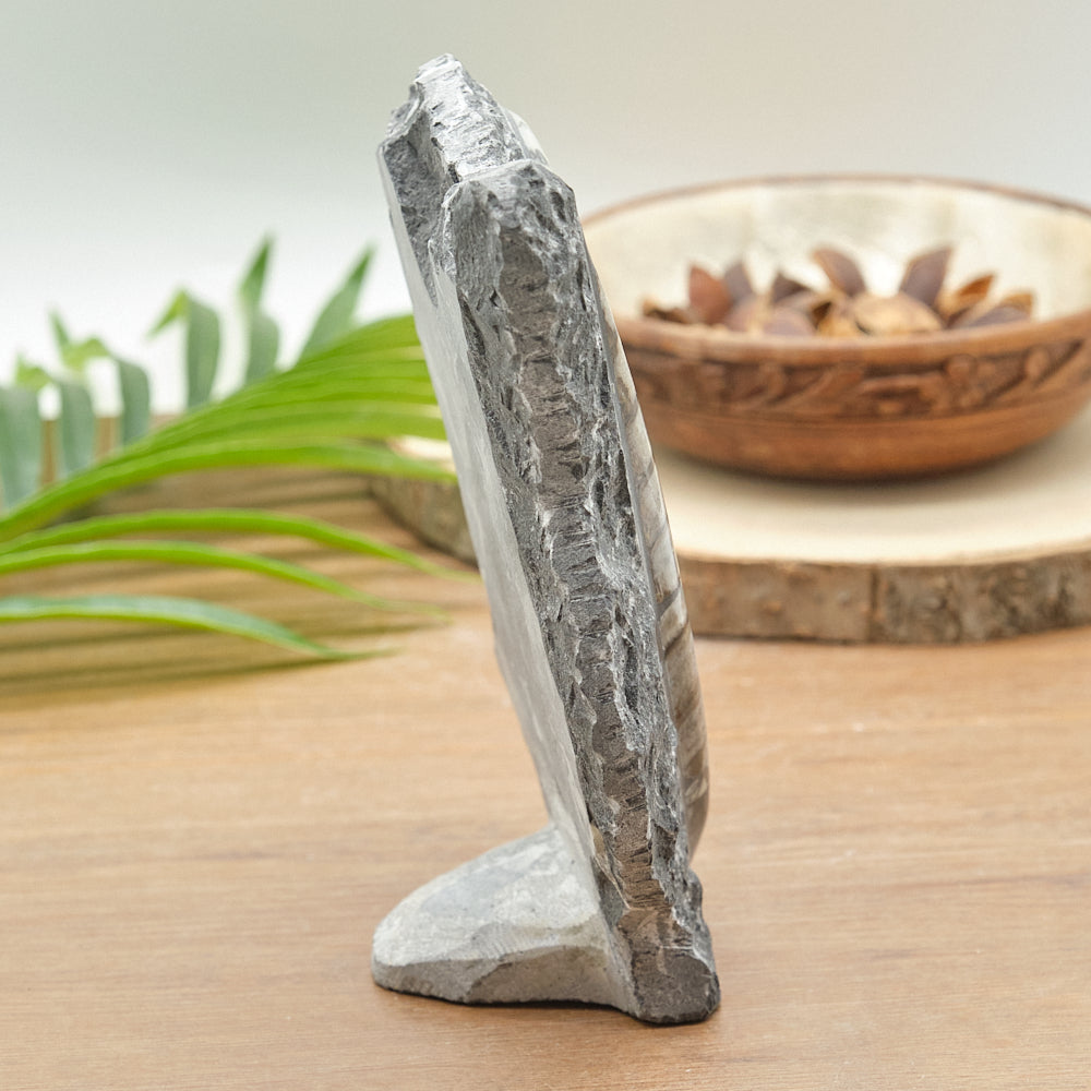 Large Goniatite and Orthoceras Freestanding Fossil Slab