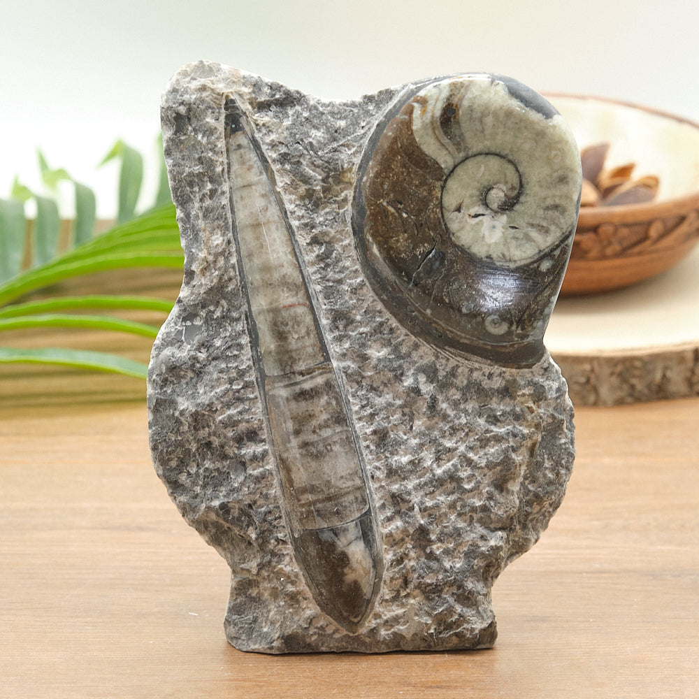 Large Goniatite and Orthoceras Freestanding Fossil Slab
