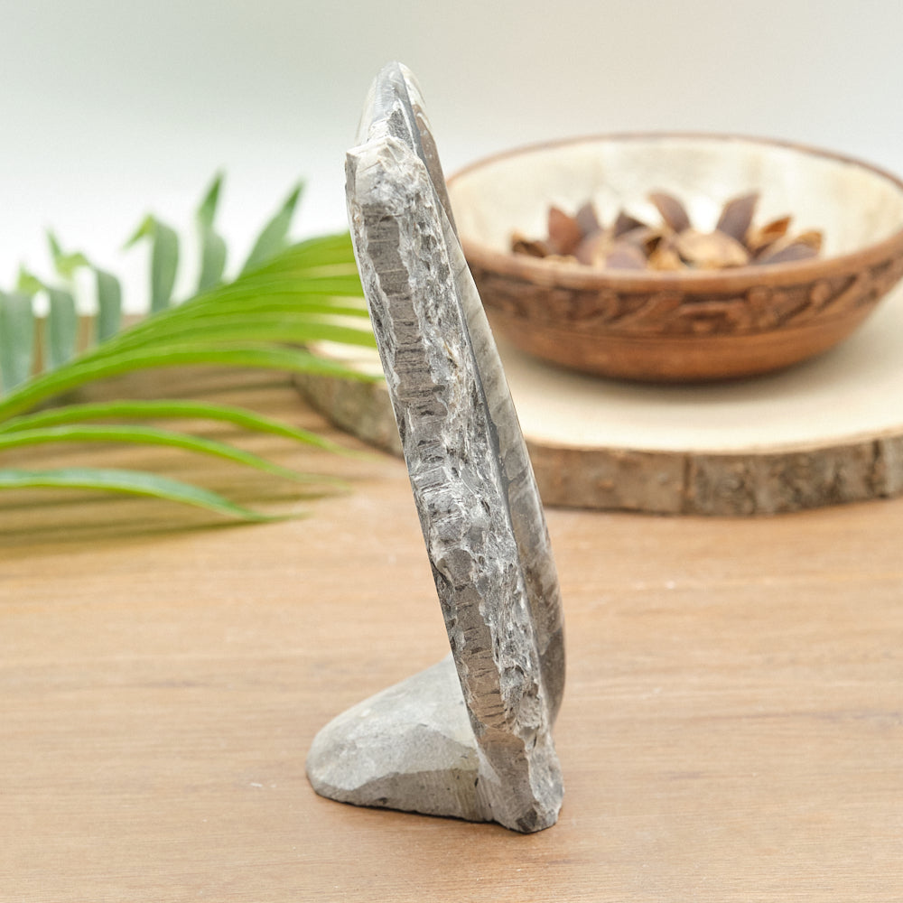 Large Goniatite and Orthoceras Freestanding Fossil Slab