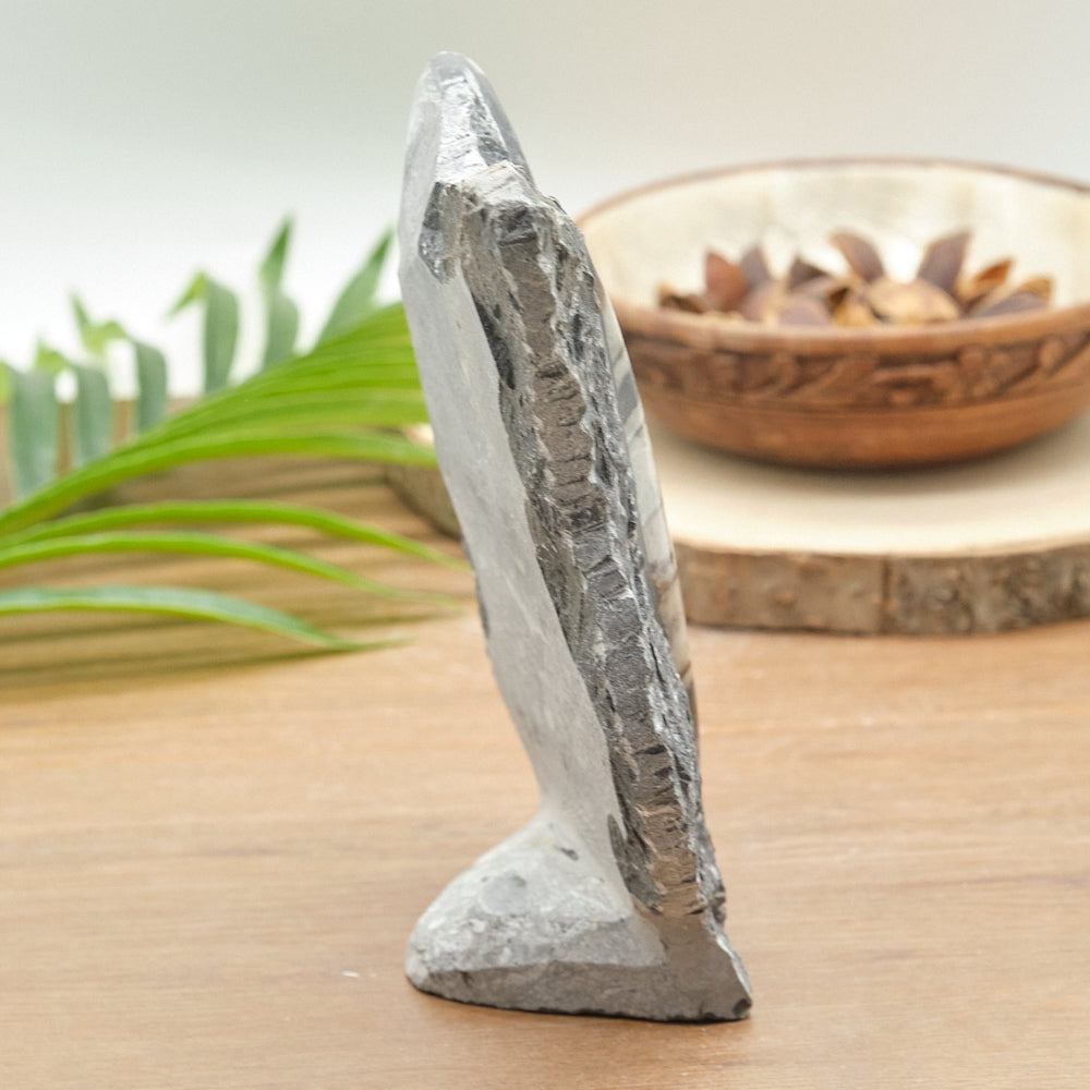 Large Goniatite and Orthoceras Freestanding Fossil Slab