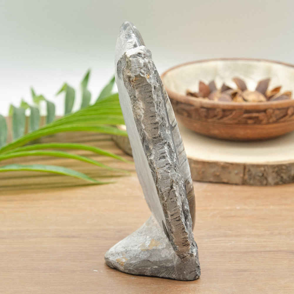 Large Goniatite and Orthoceras Freestanding Fossil Slab
