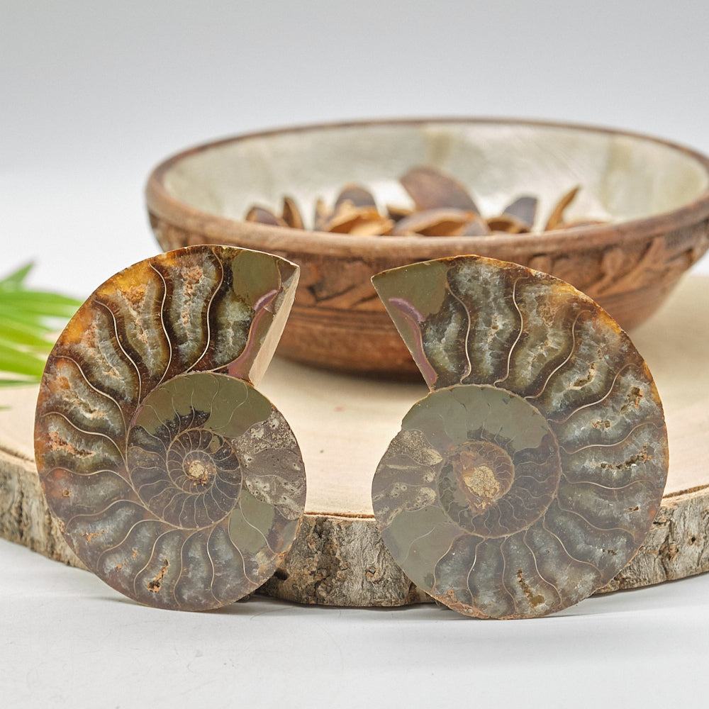 Large Ammonite Fossil Pair 8 x 6cm