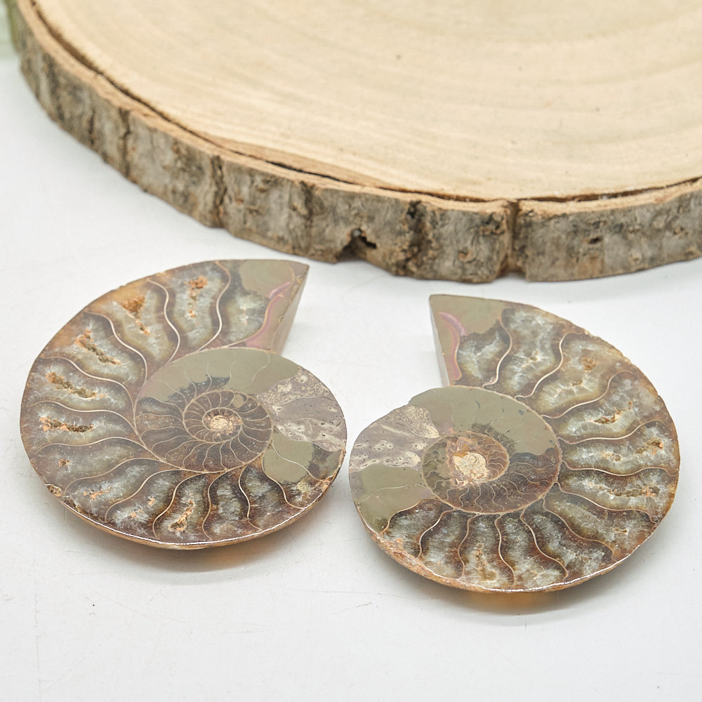 Large Ammonite Fossil Pair 8 x 6cm
