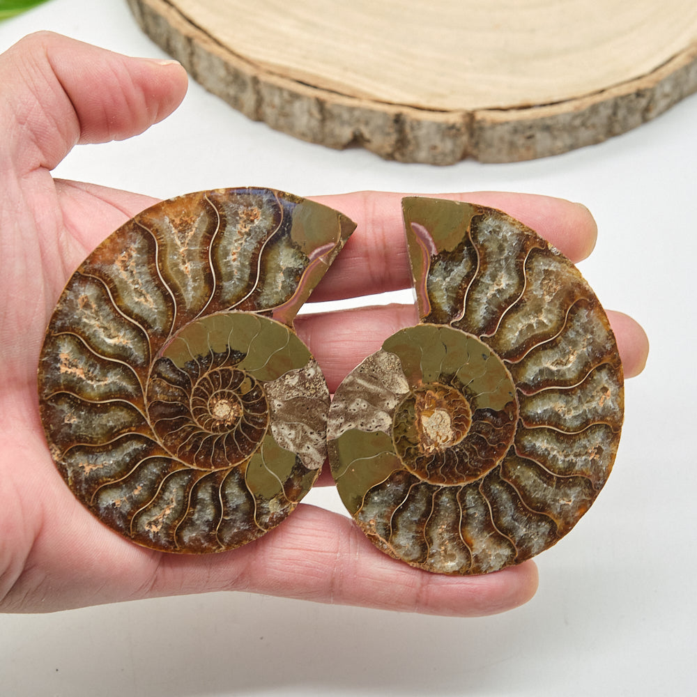 Large Ammonite Fossil Pair 8 x 6cm