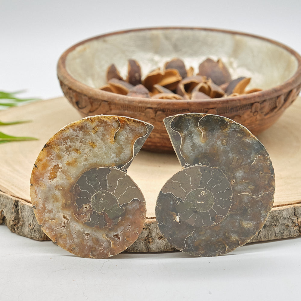 Large Ammonite Fossil Pair 8 x 6cm