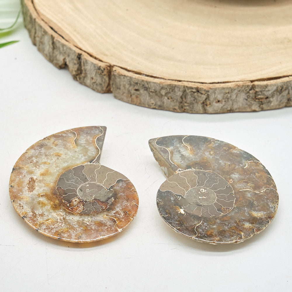 Large Ammonite Fossil Pair 8 x 6cm