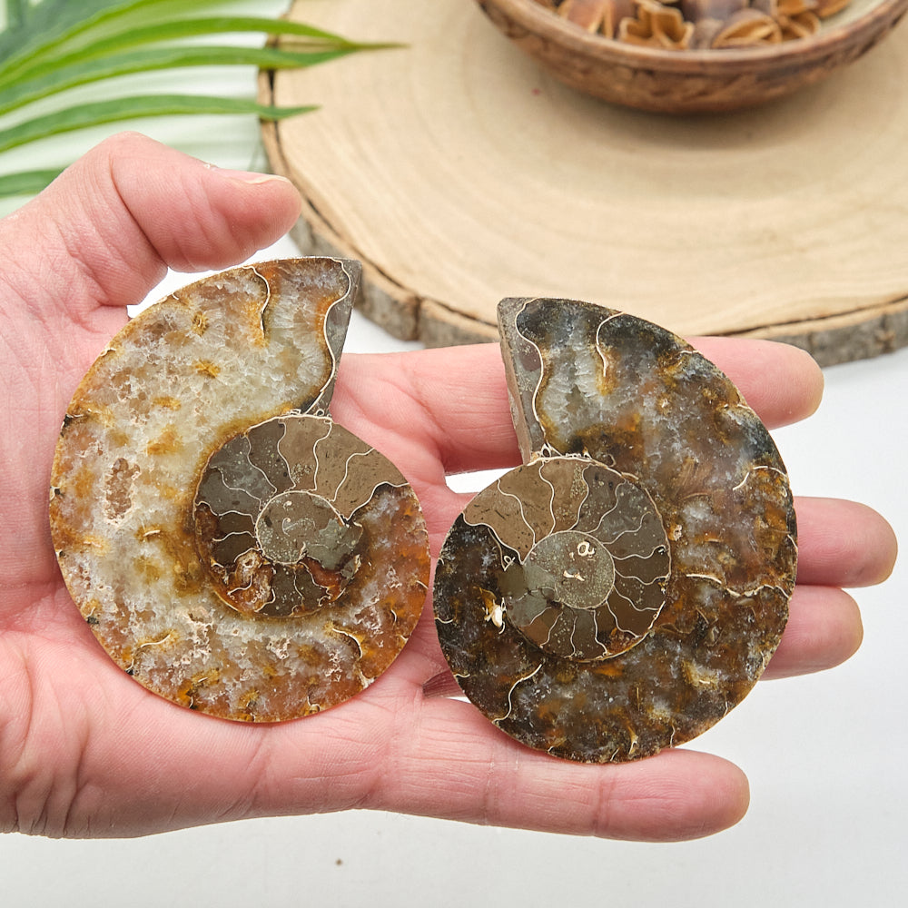 Large Ammonite Fossil Pair 8 x 6cm