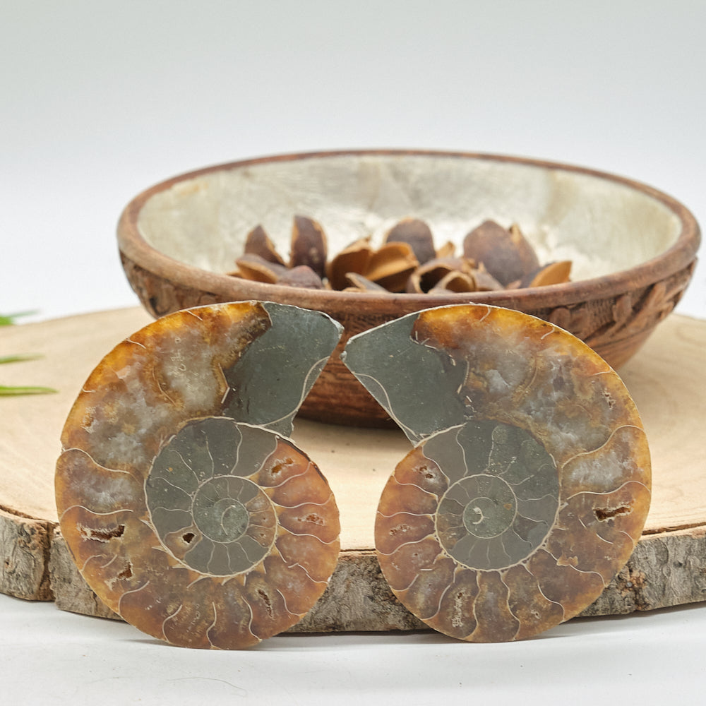 Large Ammonite Fossil Pair 8 x 6cm
