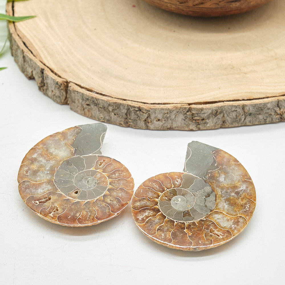 Large Ammonite Fossil Pair 8 x 6cm