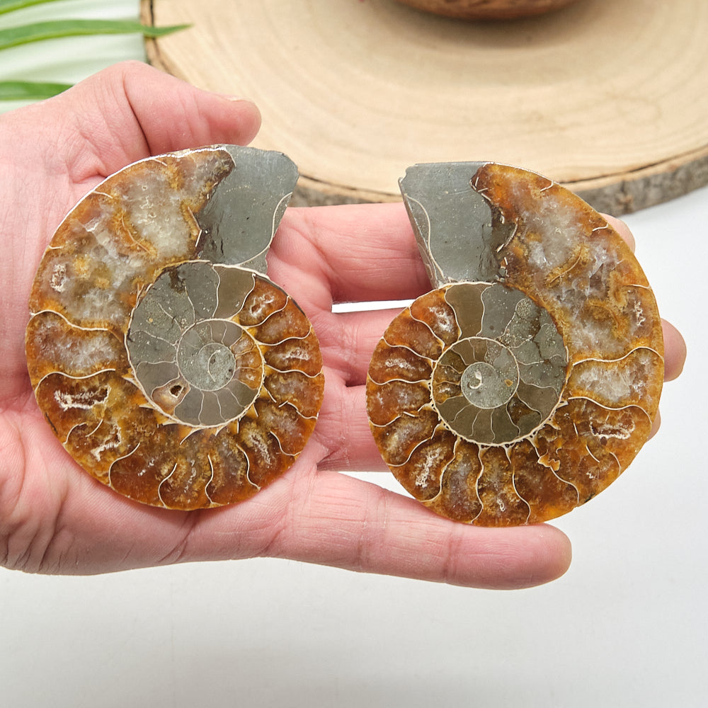 Large Ammonite Fossil Pair 8 x 6cm