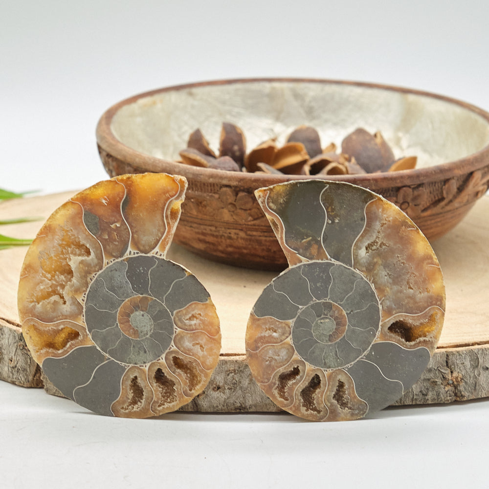 Large Ammonite Fossil Pair 8 x 6cm