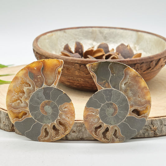 Large Ammonite Fossil Pair 8 x 6cm