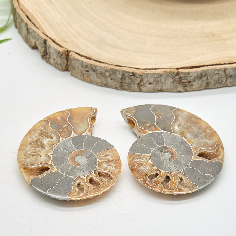 Large Ammonite Fossil Pair 8 x 6cm