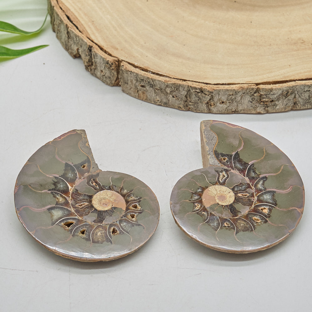 Large Ammonite Fossil Pair 8 x 6cm
