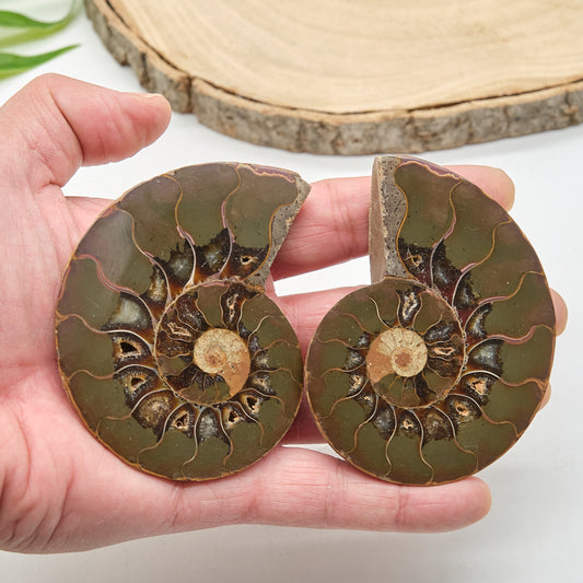 Large Ammonite Fossil Pair 8 x 6cm