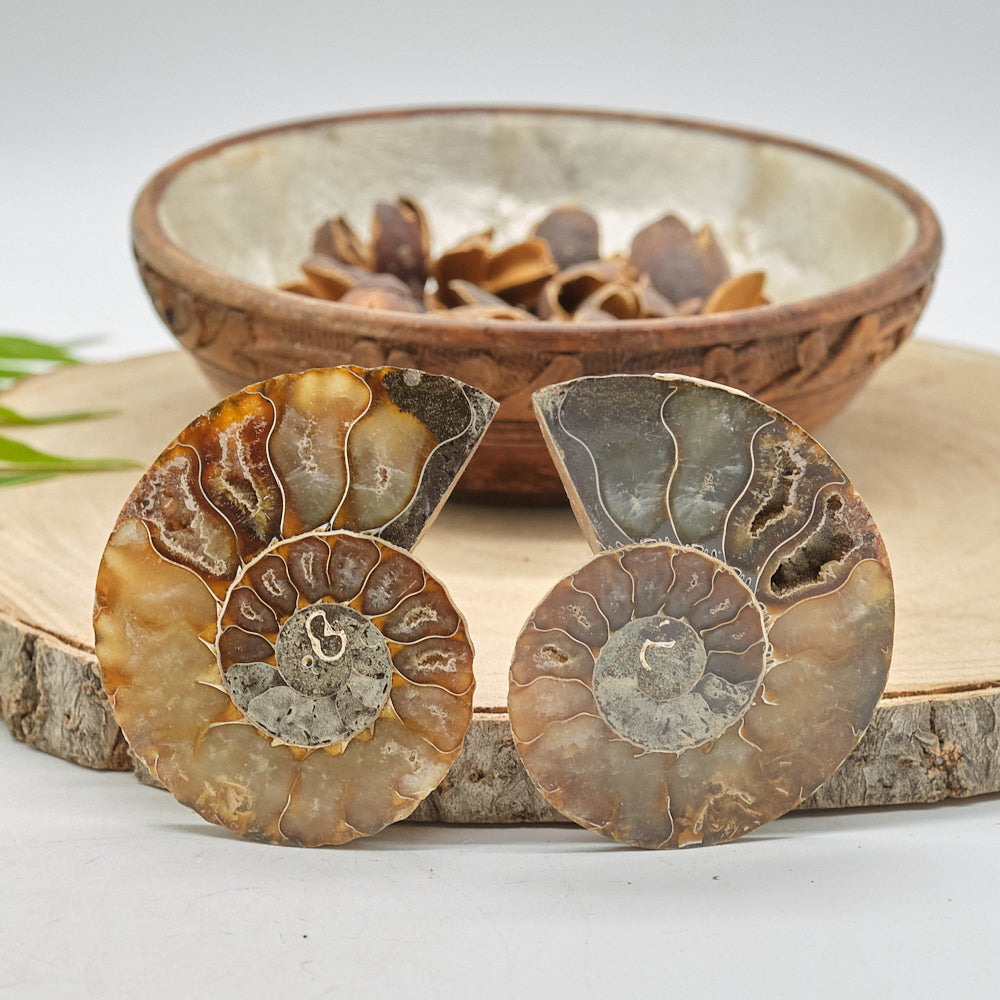 Large Ammonite Fossil Pair 8 x 6cm
