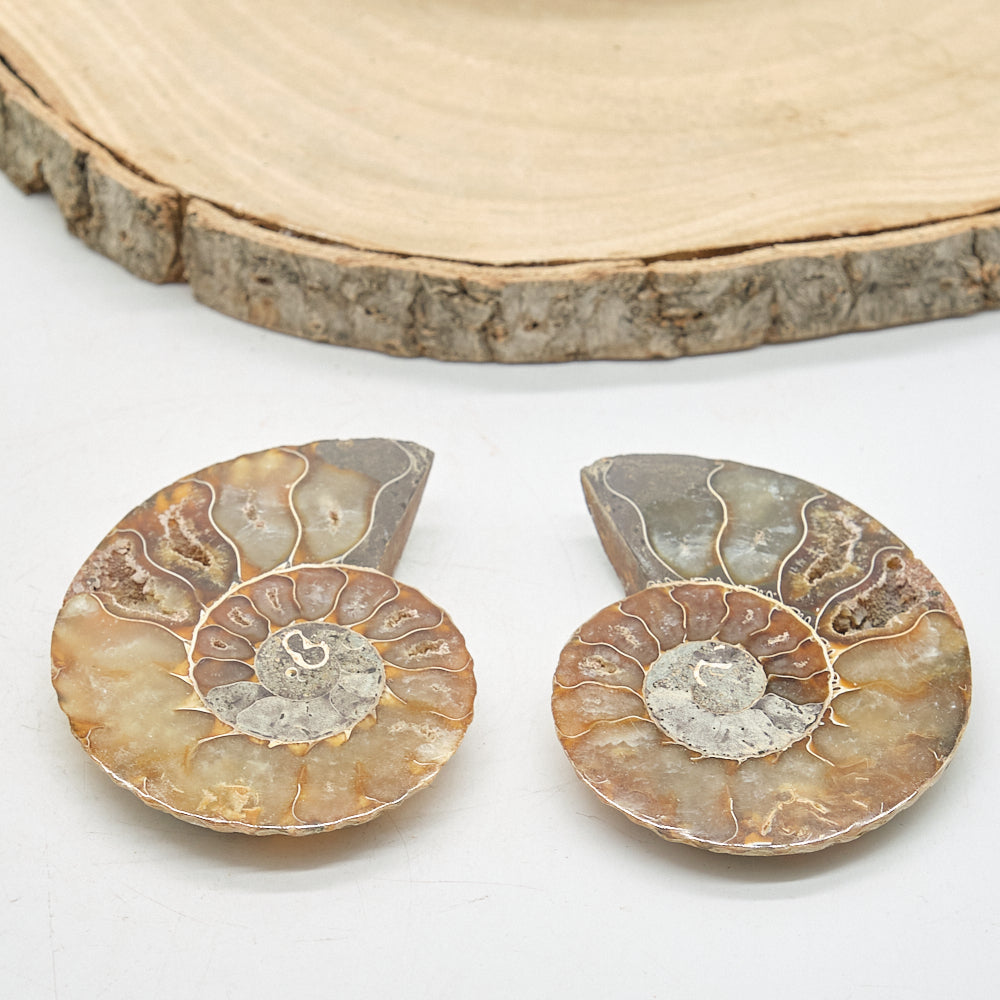 Large Ammonite Fossil Pair 8 x 6cm