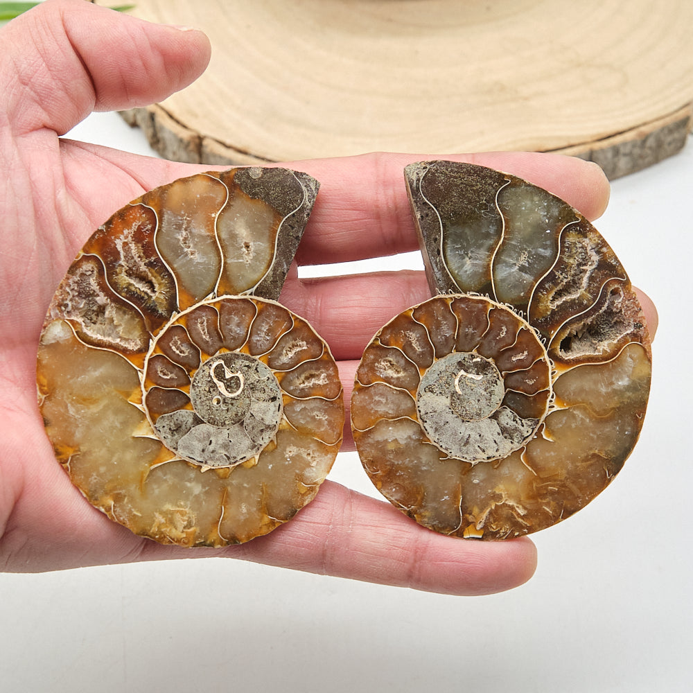 Large Ammonite Fossil Pair 8 x 6cm
