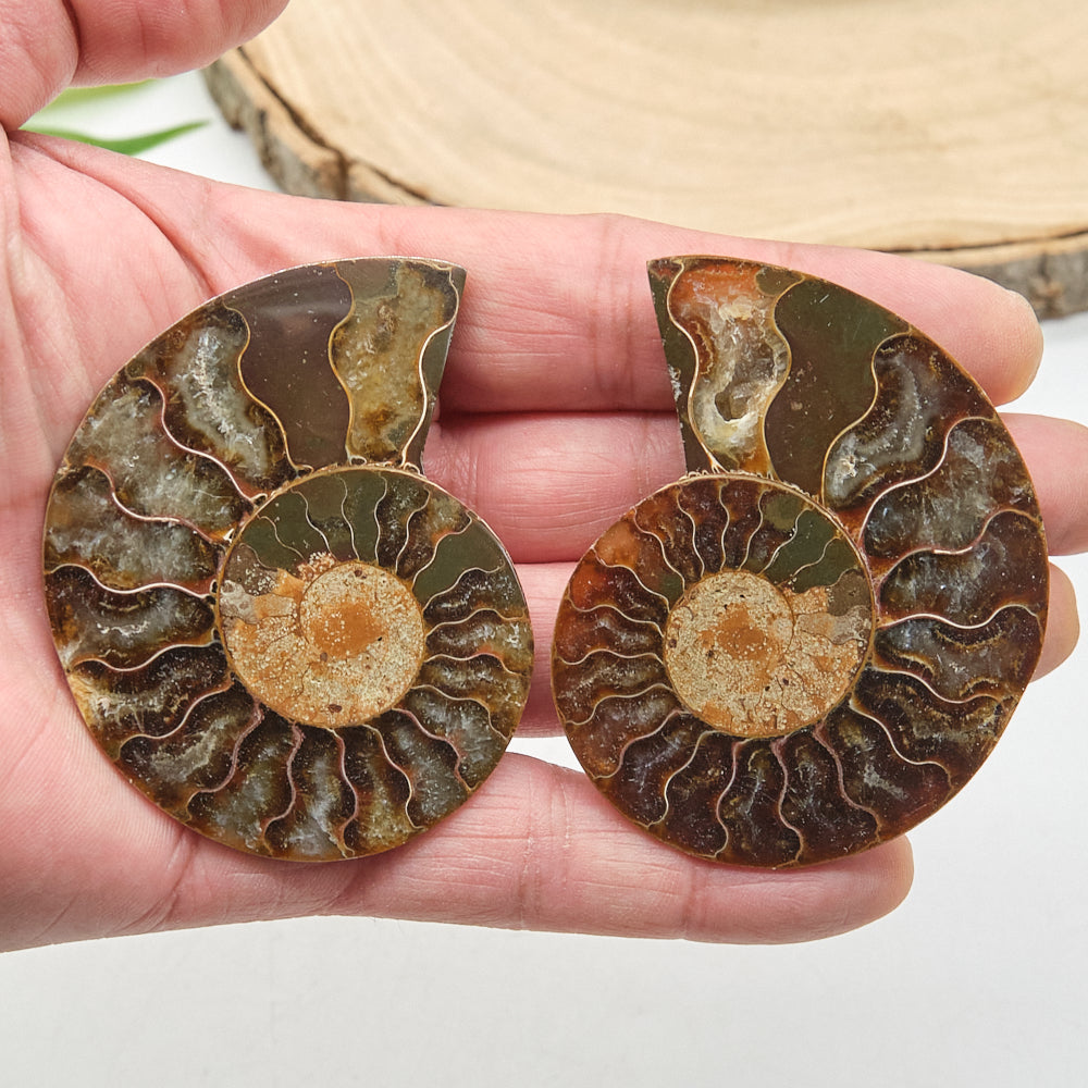 Large Ammonite Fossil Pair 7 x 5cm